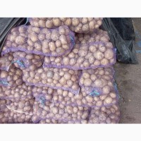 Продам картоплю, сорт Рів#039;єра