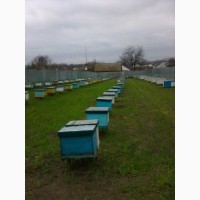 Продам бджолосім’ї