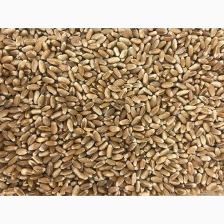 Продам пшеницю 4 клас, 200 тонн, Кіровоградська обл