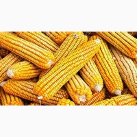 Продам кукурудзу Вінницька область, 700 тонн
