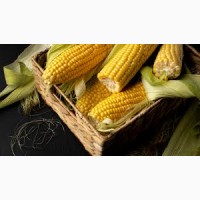 Продам кукурудзу 2000 тонн, Черкаська обл, Монастирище