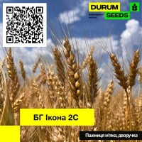 Насіння пшениці Durum Seeds. Сорт БГ Ікона 2С (дворучка) - Оригінатор Biogranum (Сербія)