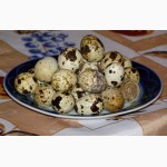 Домашние перепелиные яйца столовые и инкубационные