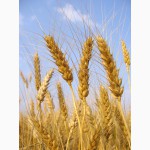 Продам фуражную пшеницу 5 класс на экспорт CIF