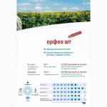Насіння соняшнику Орфео, Штрубе (Strube) - найвищий вихід олії з гектару, вр 2018