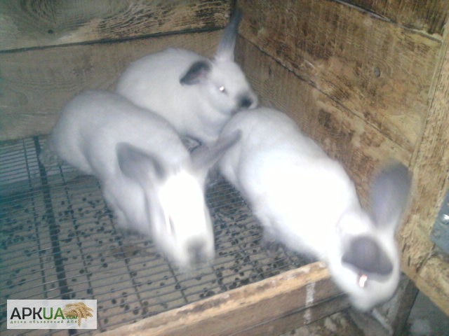 Фото 4. Кролики