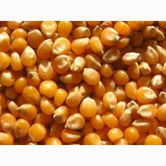 Гибрид кукурузы Подільский 274 СВ от производителя