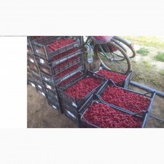 Продам ягоди малини( 1-й сорт)