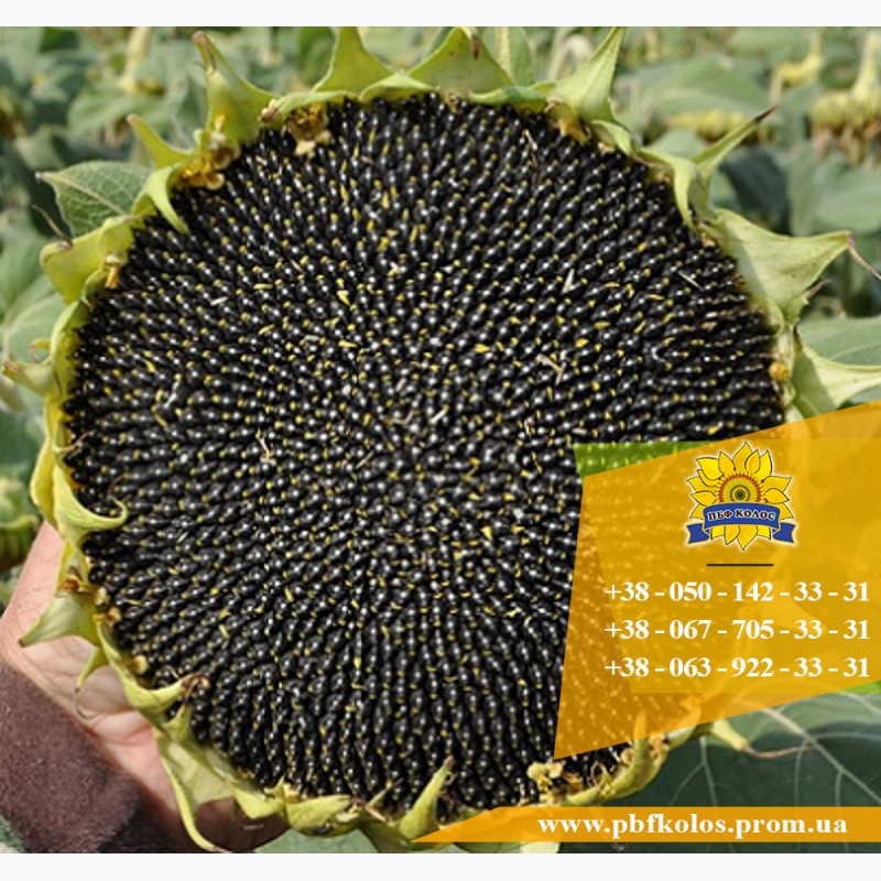 Фото 3. Семена подсолнечника / Сертифіковане насіння соняшника