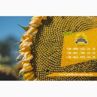 Семена подсолнечника / Сертифіковане насіння соняшника