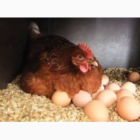Инкубационные яйца кур Ломан Вайт и Ломан Браун