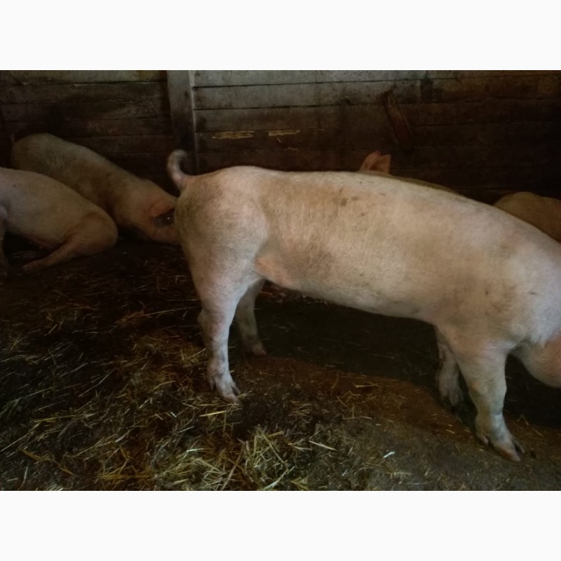 Фото 3. Продам беконных свиней (Сан.брак), весом 40 кг