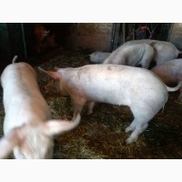 Продам беконных свиней (Сан.брак), весом 40 кг