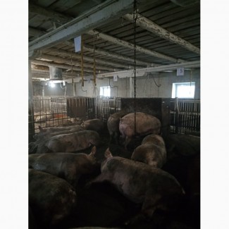 Продам мясних свиней живою вагою