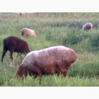 Продам вівці гісарської породи породи