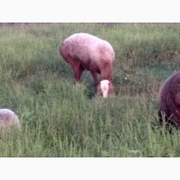 Продам вівці гісарської породи породи