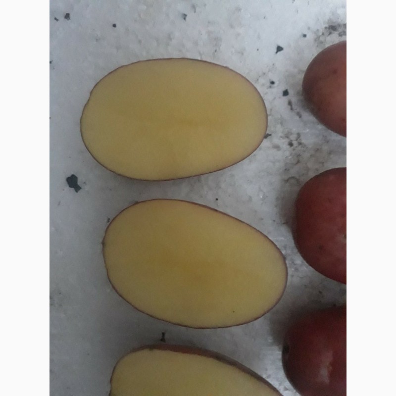 Фото 2. Продам картофель Гала, Королева Анна