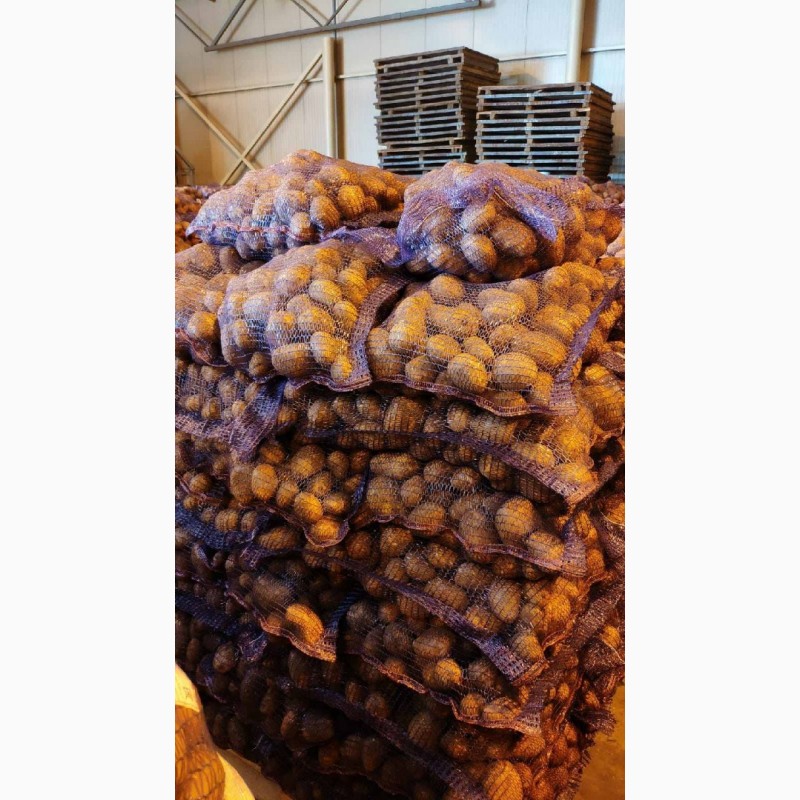 Фото 3. Продам картофель Гала, Королева Анна