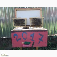 БДЖОЛОМАТКИ Карпатка 2023 року ПЛІДНІ Пчеломатки, Бджолині матки