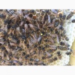 БДЖОЛОМАТКИ Карпатка 2023 року ПЛІДНІ Пчеломатки, Бджолині матки