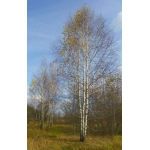 Крупномерные саженцы лесных деревьев высотой 2 - 4 метра