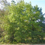 Крупномерные саженцы лесных деревьев высотой 2 - 4 метра