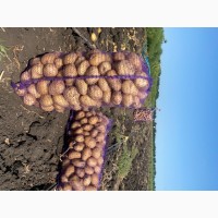 Продам картофель. Ривьера, Бела Роса, Санибель, Аризона