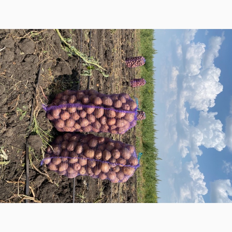 Фото 2. Продам картофель. Ривьера, Бела Роса, Санибель, Аризона