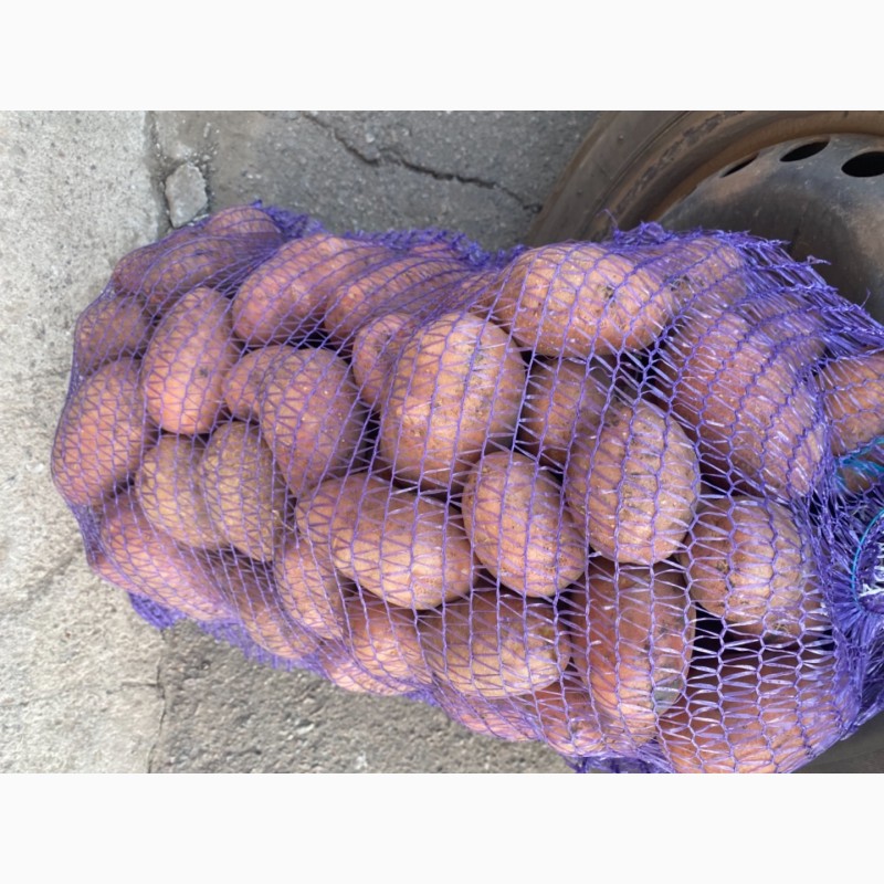 Фото 3. Продам картофель. Ривьера, Бела Роса, Санибель, Аризона