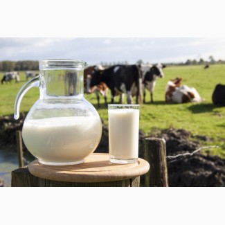Оптом коровье молоко