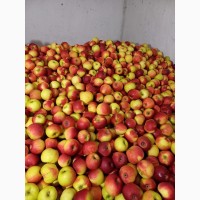 Продам яблука першого ґатунку