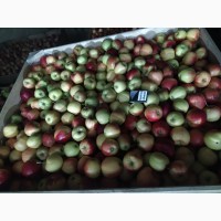 Продам яблука різних сортів