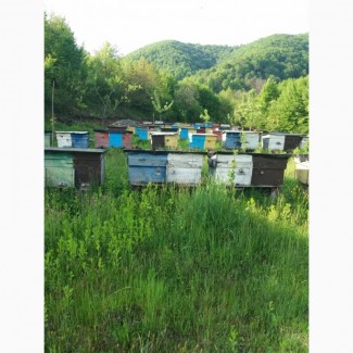 Бджолопакети з доставкою по Україні із Закарпаття Київ Кропивницький Дніпропетровськ