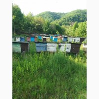Бджолопакети з доставкою по Україні із Закарпаття
