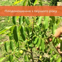 Саджанці волоського горіха, привиті, 1 річні, сорт Чернівецький 1 (Україна)
