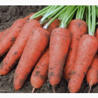 Продам оптом товарную морковь, Винницкая и Хмельницкая области