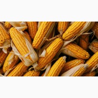 Продам кукурудзу 200 тонн, Вінницька обл