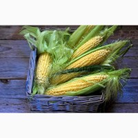 Продам кукурудзу 2000 тонн, Чернігівська область, Ядути