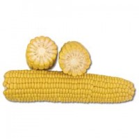 Продам кукурудзу 1000 тонн, Вінницька обл, Немирів