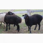 Продам овцематок и молодых коз