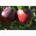 Саджанці яблунь та інших плодових дерев