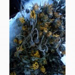 Продам висушений цвіт топінамбура (віники)