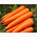 Продам семена моркови Лакомка