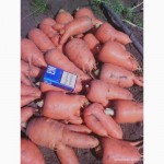 Продам морковь Абако на переработку
