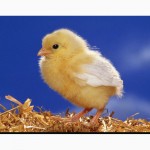 Курчата цыплята добові, Миронівська птахофабрика