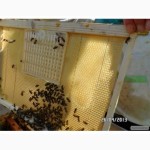 Продаю пчелосемьи, пчеломатки карпатской породы
