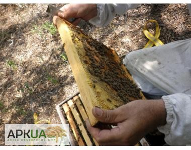 Фото 4. Продаю пчелосемьи, пчеломатки карпатской породы