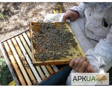 Фото 5. Продаю пчелосемьи, пчеломатки карпатской породы