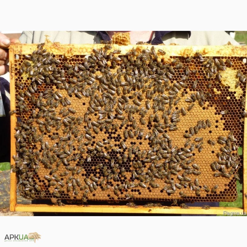 Фото 6. Продаю пчелосемьи, пчеломатки карпатской породы