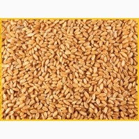 Пшеница, кукуруза - фуражная для кормовых целей
